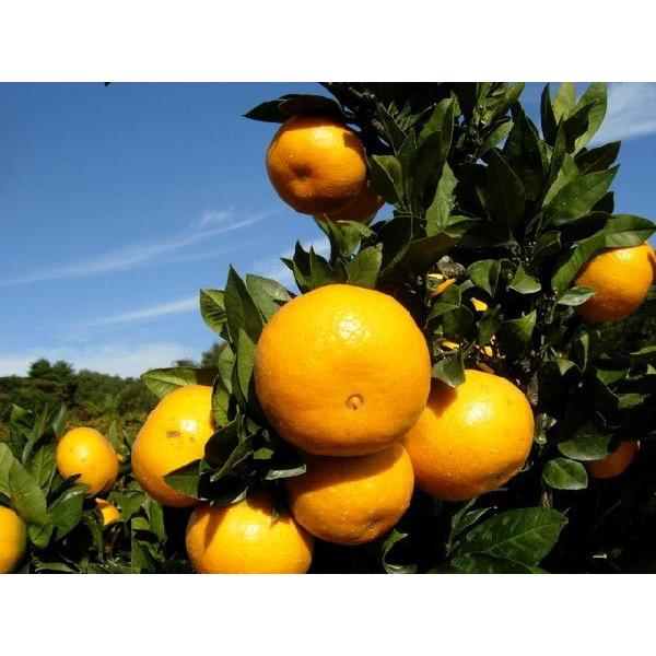 減農薬 訳あり 愛媛産 大津みかん 約4kg サイズ混合 産地直送 * ふるさと納税 ではありません