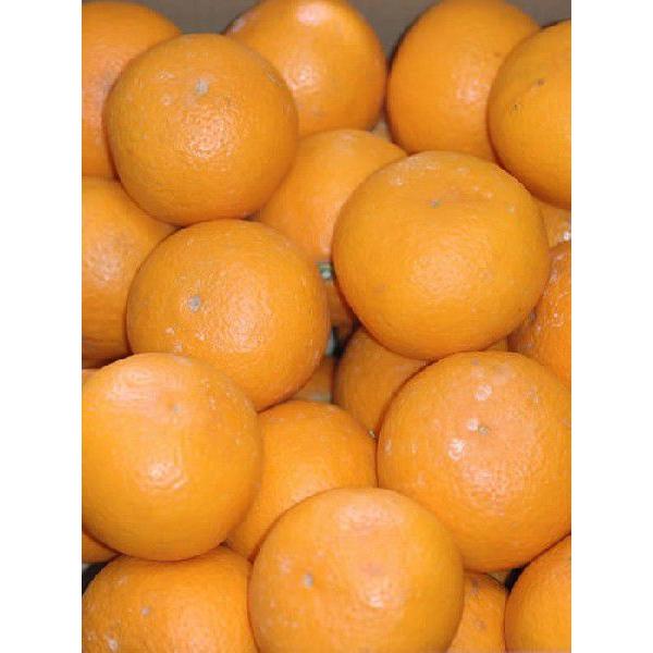 訳あり 減農薬 清見 オレンジ 約 10kg 愛媛 大三島産 清美 タンゴール * ふるさと納税 で...