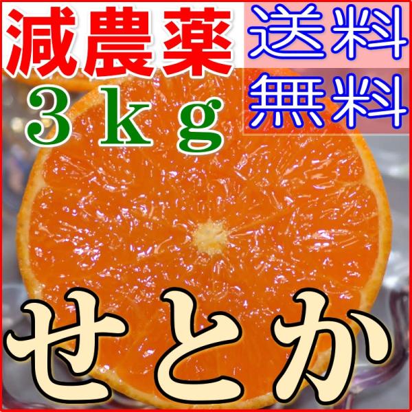 2027年3月分予約 訳あり 減農薬 愛媛 せとか みかん 約3〜10kg B品 サイズ混合 産地直...