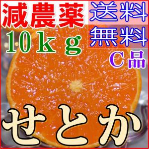 減農薬 愛媛 せとか みかん 約10kg 贈答用 サイズ混合 産地直送 ore 大三島 NN｜808