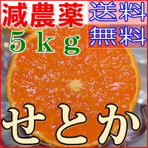 減農薬 愛媛 せとか みかん 約5kg 贈答用 サイズ混合 産地直送 ore 大三島 NN｜808