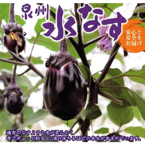 【10%OFFクーポン対象】大阪 泉州特産 水なす 訳あり 30〜35個 約5kg入 キズ 色あせ ...