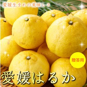 2025年3月分予約 最高糖度15度 愛媛産 減農薬 はるか 約3kg 贈答用 みかん 産地直送 ore 大三島 日向夏 ニューサマーオレンジ