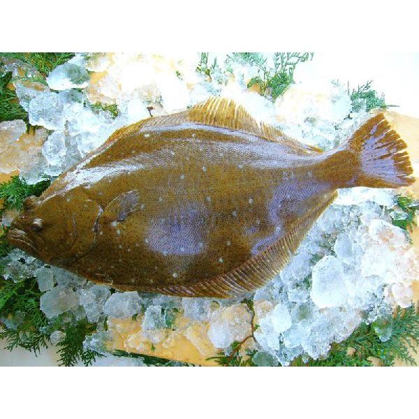 鹿児島産 ヒラメ 1尾 1kg前後 平目 ひらめ 産地直送 * ふるさと納税 ではありません