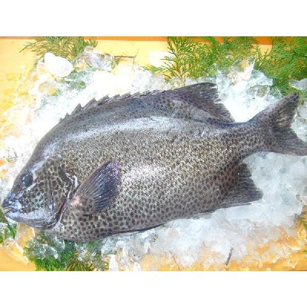 送料無料 産地直送 鹿児島県長島産 イシガキダイ 1尾 1.2~1.5kg 活き絞め 神経抜き 真空...