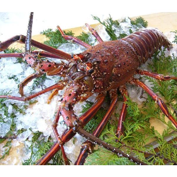 送料無料 産地直送 鹿児島県長島産 天然活き伊勢海老 500g 1~2匹 イセエビ いせえび 伊勢え...