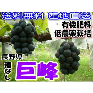 2024年9月分予約 低農薬 返金保証 種なし 巨峰 ぶどう 約1.8kg 小粒3〜4房入 贈答用 化粧箱入 葡萄 ブドウ 長野 産地直送