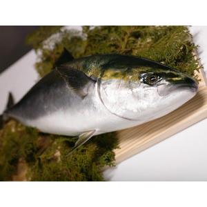 鹿児島産 ぶり 1尾 4~5kg前後 ブリ 産地直送 * ふるさ...