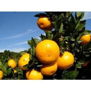 12月分予約 低農薬 訳あり 小玉 みかん 愛媛 約 10kg SSサイズ 愛媛みかん 産地...