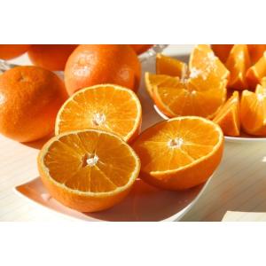 12月分予約 減農薬 紅まどんな と同品種 みかん あいか 約5kg 小玉サイズ 愛媛 ...