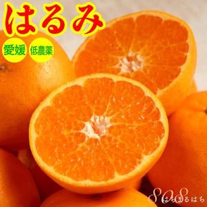 2025年2月分予約 糖度15度前後 訳あり 低農薬 愛媛 はるみ みかん 約3kg 小玉SSサイズ 産地直送 ore NN