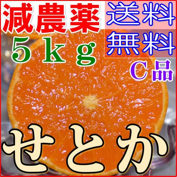 2026年3月分予約 訳あり 減農薬 愛媛 せとか みかん 約5kg C品 サイズ混合 産地直送 o...