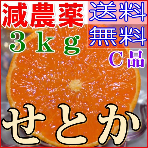 2026年3月分予約 訳あり 減農薬 愛媛 せとか みかん 約3kg C品 サイズ混合 産地直送 o...
