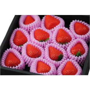 2026年分予約 高知産 おおきみ 苺 大粒9〜15粒 約500g 化粧箱入 いちご イチゴ * ふ...