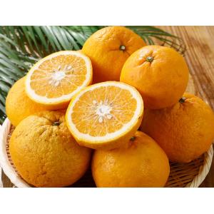 仏手柑 ぶしゅかん 5玉 高知産 土佐の酢みかん ご家庭用 香酸柑橘 餅柚