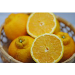 2027年2月分予約 愛媛 減農薬 福乃香 約3~10kg A品 サイズ混合 デコポン でこぽ...