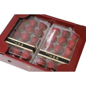 愛知産 よつぼし 苺 いちご 贈答用 四重奏 250g×2パック ※ ふるさと納税 ではあ...