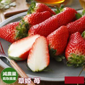 2027年1月分予約 減農薬 鳥取県産 章姫 苺 いちご 贈答用 大粒15〜18玉 450g 化...