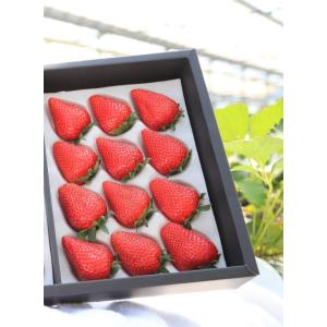 低農薬 静岡 きらぴ香 いちご 12〜30粒 320〜900g 贈答用 化粧箱入 ギフト イチ...