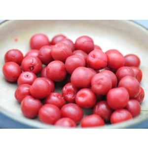 カリカリ梅 国産 業務用 目覚めの一粒 小梅漬け 1kg 340粒前後 小梅 カリカリ * ふるさと...