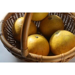 2027年2月分予約 訳あり 無農薬 熊本産 パール柑 約5kg〜10kg サイズ混合 * ふる...