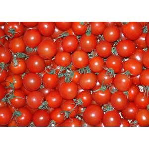 有機JAS 高知産 ミニトマト 900g〜3.8kg サイズ混合 訳あり 産地直送 SSS * ふる...