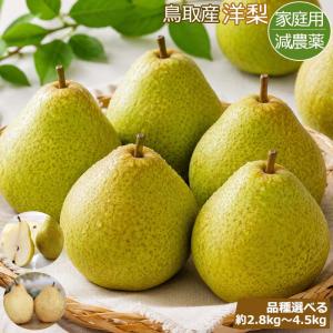減農薬 鳥取産 洋梨 約2.8kg〜4.5kg 訳あり ラ・フランス シルバーベル パス・ク...