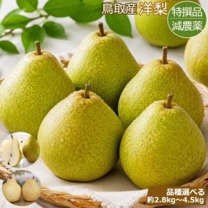 減農薬 鳥取産 洋梨 約2.8kg〜4.5kg 贈答用 ラ・フランス シルバーベル パス・ク...