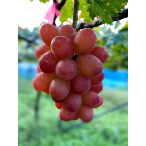 2026年分予約 糖度20度前後 低農薬 ぶどう 姫果1.8kg 4~6房 入 ブドウ 葡萄 長野...