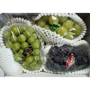 2026年10月分予約 岡山産 大粒 ピオーネ シャインマスカット ぶどう 2種詰合わせ...