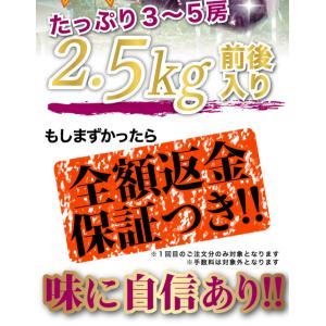 10月分予約 岡山産 大粒 ピオーネ シャイン...の詳細画像1