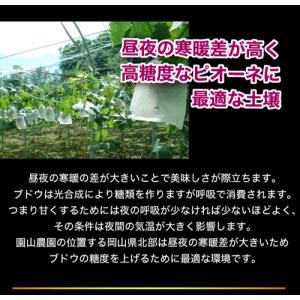 10月分予約 岡山産 大粒 ピオーネ シャイン...の詳細画像2