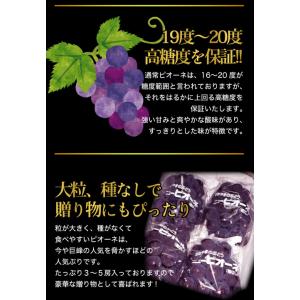 10月分予約 岡山産 大粒 ピオーネ シャイン...の詳細画像4