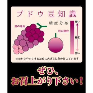 10月分予約 岡山産 大粒 ピオーネ シャイン...の詳細画像5