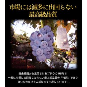 10月分予約 岡山産 ピオーネ シャインマスカ...の詳細画像3