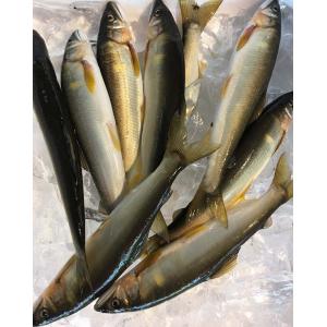 高知 四万十川産 天然 鮎 約500g 約6~8尾入 あゆ アユ 産地直送 * ふるさと納税 ...