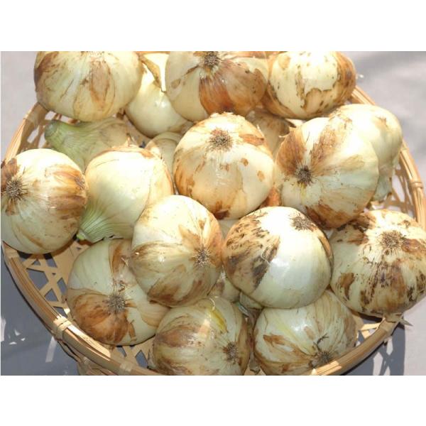 訳あり 無農薬 熊本産 新玉ねぎ 10kg サイズ混合 40〜80個入 産地直送 * ふるさと納税 ...