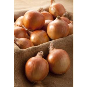 送料無料 産地直送  無農薬 有機栽培 熊本県産 玉ねぎ5kg サイズ混合 20~40個入 ご家庭用...