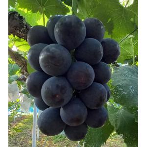 2027年9月分予約 岡山産 ぶどう オーロラブラック 1kg 2房 青秀 化粧箱入 ブドウ...