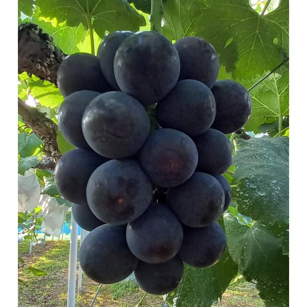 2026年9月分予約 訳あり 岡山産 ぶどう オーロラブラック 1.8kg 3〜5房 ご家庭用 優品...