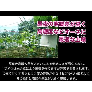 岡山産 ぶどう ピオーネ 1.8kg 3〜5房...の詳細画像2