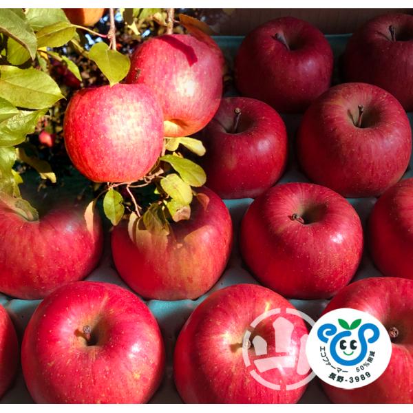 全額返金保証 減農薬 晩生品種 訳あり りんご 2.8kg ぐんま名月 サンふじ シナノゴールド グ...