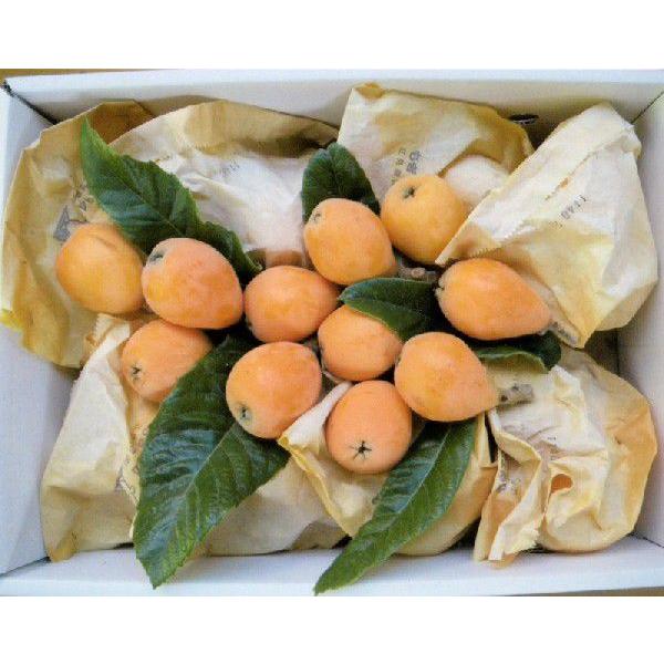 5月末〜6月中旬頃発送予定産地直送 長崎産 農薬防腐剤不使用 茂木びわ 大玉2Lサイズ 1.5kg ...