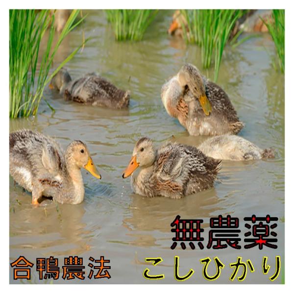 【全額返金保証】熊本産 無農薬 コシヒカリ 2kg 白米 米 こしひかり 2キロ 新米 有機栽培米 ...