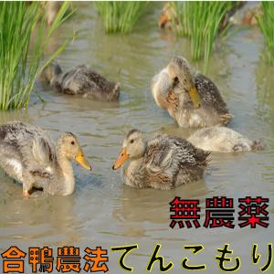 【全額返金】 熊本産 無農薬 てんこもり 2〜5kg 白米 新米 無農薬米 テンコモリ ...