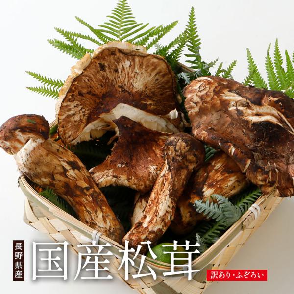 訳あり 国産 松茸 500g前後 まつたけ マツタケ 長野 * ふるさと納税 ではありません