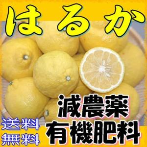 減農薬 和歌山 はるか 約10kg みかん 訳あり サイズ混合 バラ詰め 産地直送 日向夏 ニューサ...