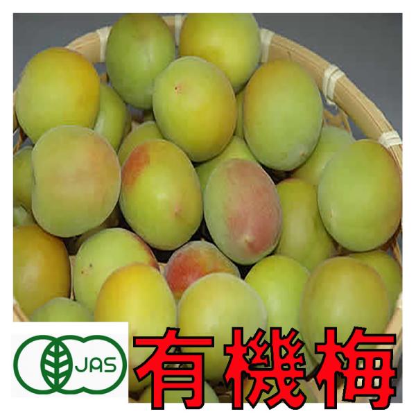 6月分予約有機JAS 和歌山 生梅 梅酒用 10kg 青梅 訳あり サイズ混合 産地直送 * ふるさ...