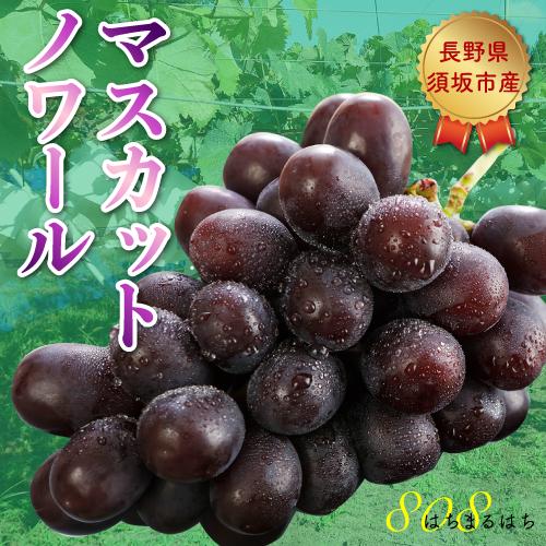 高糖度20度前後 低農薬 マスカットノワール ぶどう 1.8kg 化粧箱入 ブラックシャインマスカッ...