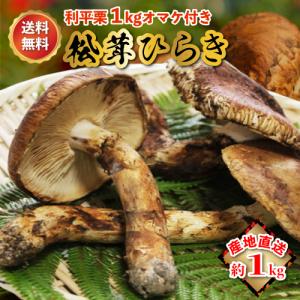 国産 松茸 ひらき 1kg前後 マツタケ まつたけ 利平栗1kgオマケ付き 岡山｜808